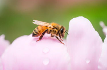 합천 핫들생태공원 작약꽃 축제