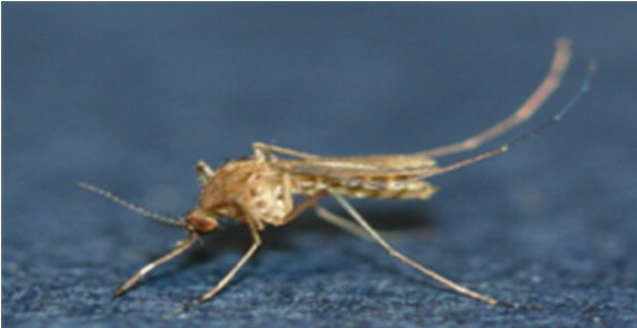 일본뇌염 백신 종류(생백신, 사백신)와 접종시기, 가격 정리