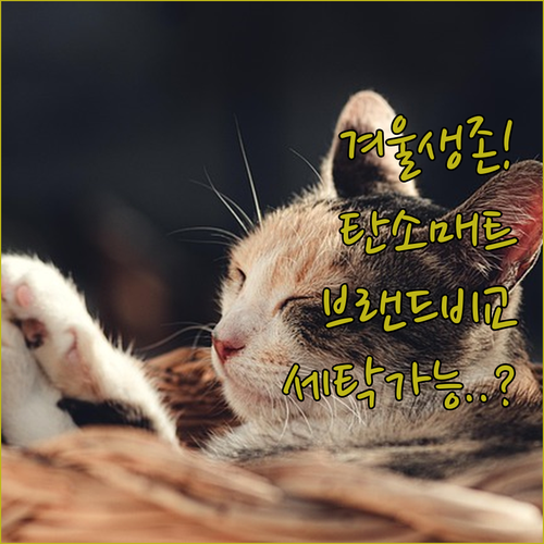 자취방 겨울 준비물 브랜드별 탄소매트..