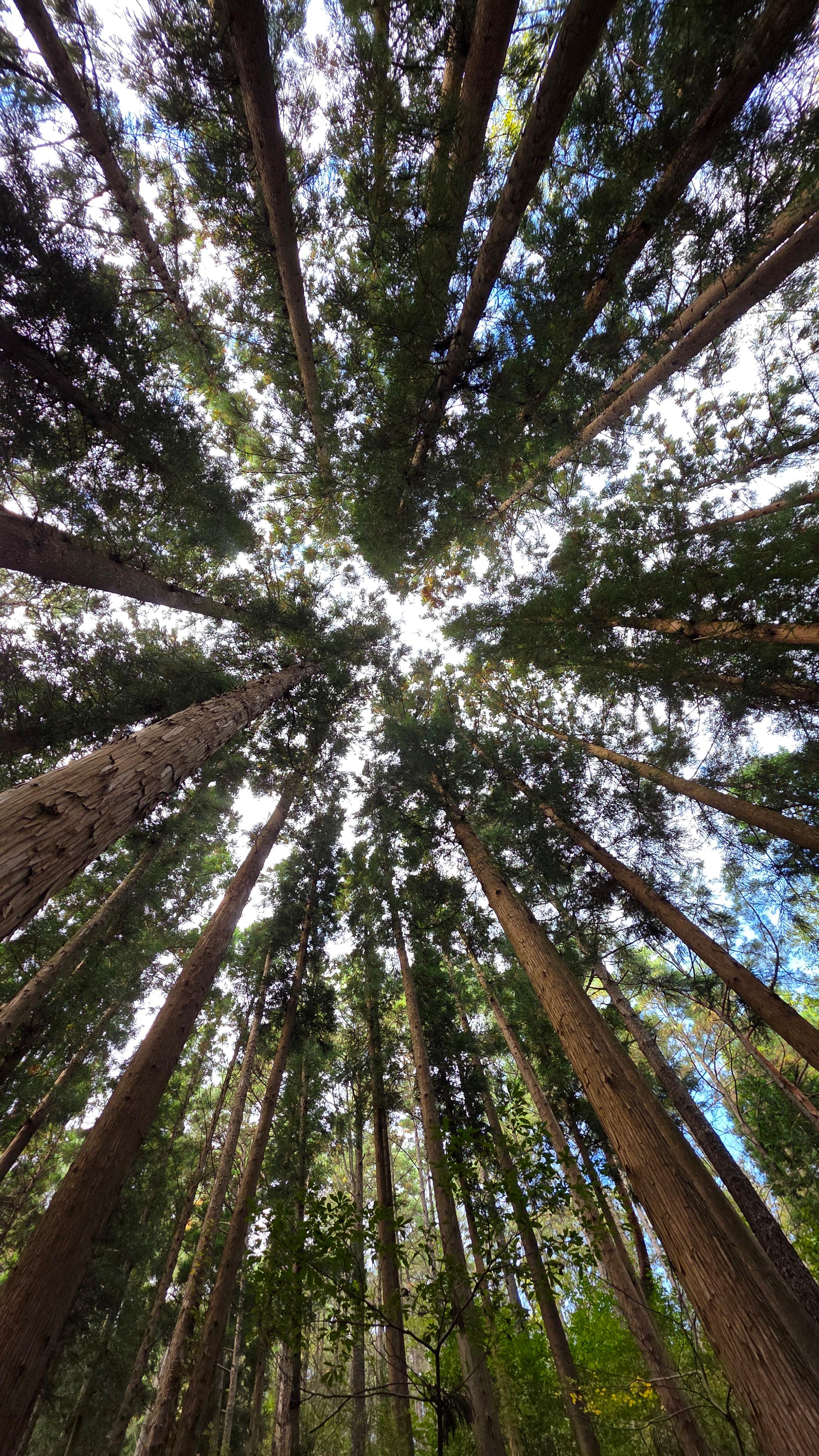 백운산 치유의 숲 추천! 힐링과 체험 예약 방법 정리