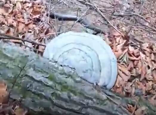 나무에-달린-말굽버섯