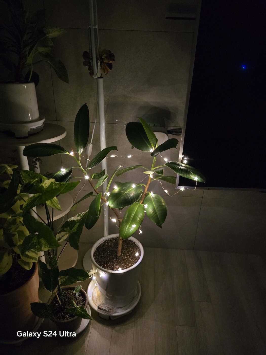 올해크리스마스는 고무나무도 열일을해줘요