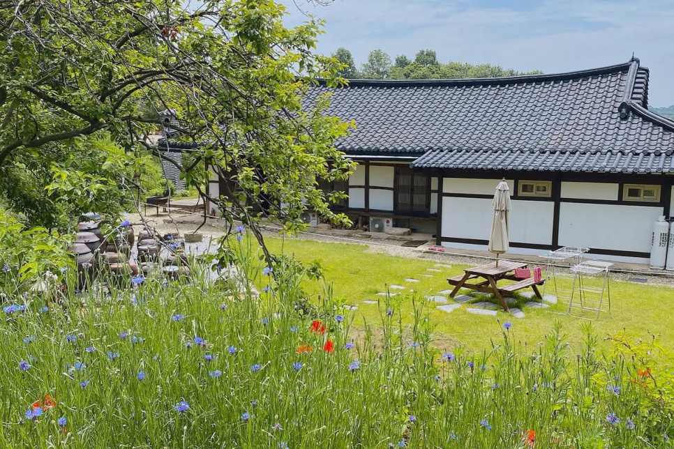 고성 하늬라벤더팜 라벤더 축제