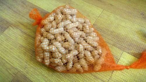 땅콩재배-품종-발아적온-발아특성