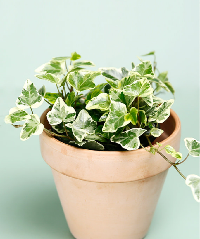 귀여운-잎을-가진-아이비