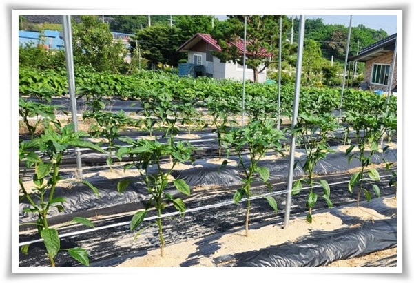 텃밭 &quot;5월에 심기 좋은 작물&quot; 초보도 척척, 실패 없이 풍성하게 수확하는 법!