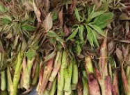 눈개승마 재배법