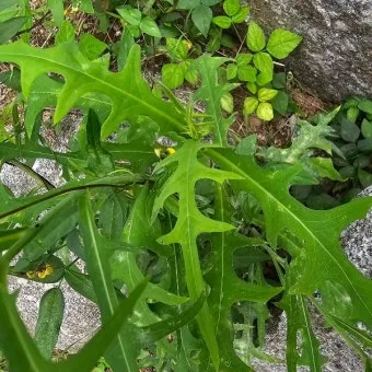 왕고들빼기 효능과 섭취시 주의사항 건강 정보_20