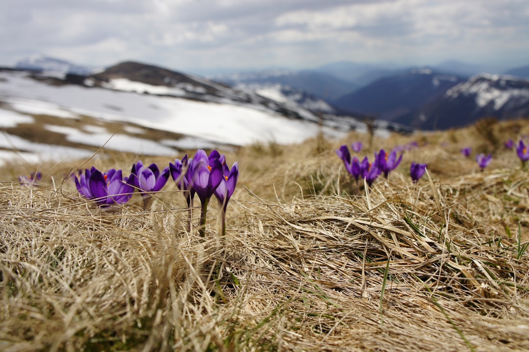 Spring