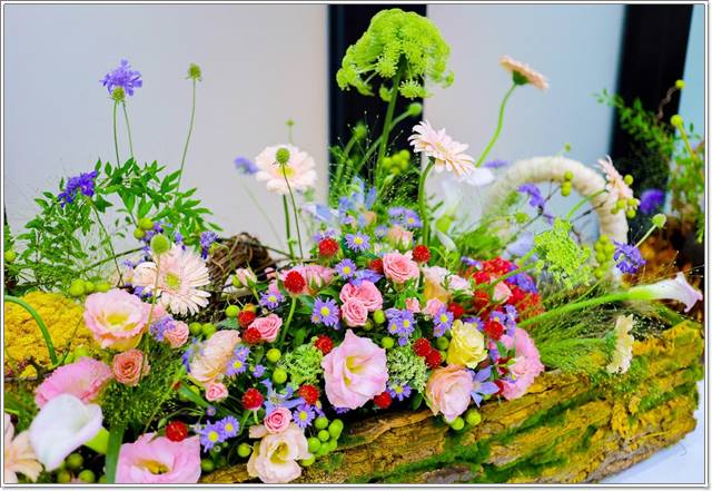 고양 가을꽃축제