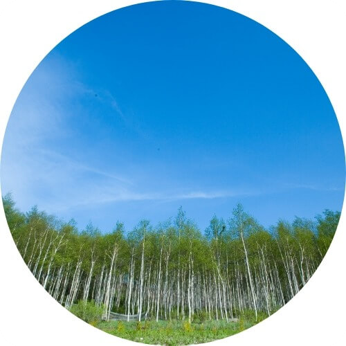 2025/2026 웰리힐리파크 스키장 시즌권 렌탈 할인 완벽 가이드