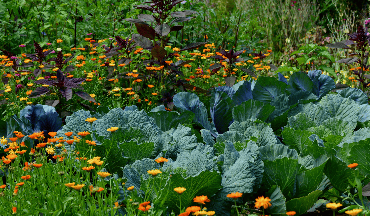 당뇨에_좋은_약초_18
