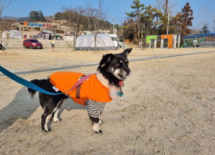 여수 반려견 동반 리조트, 산책