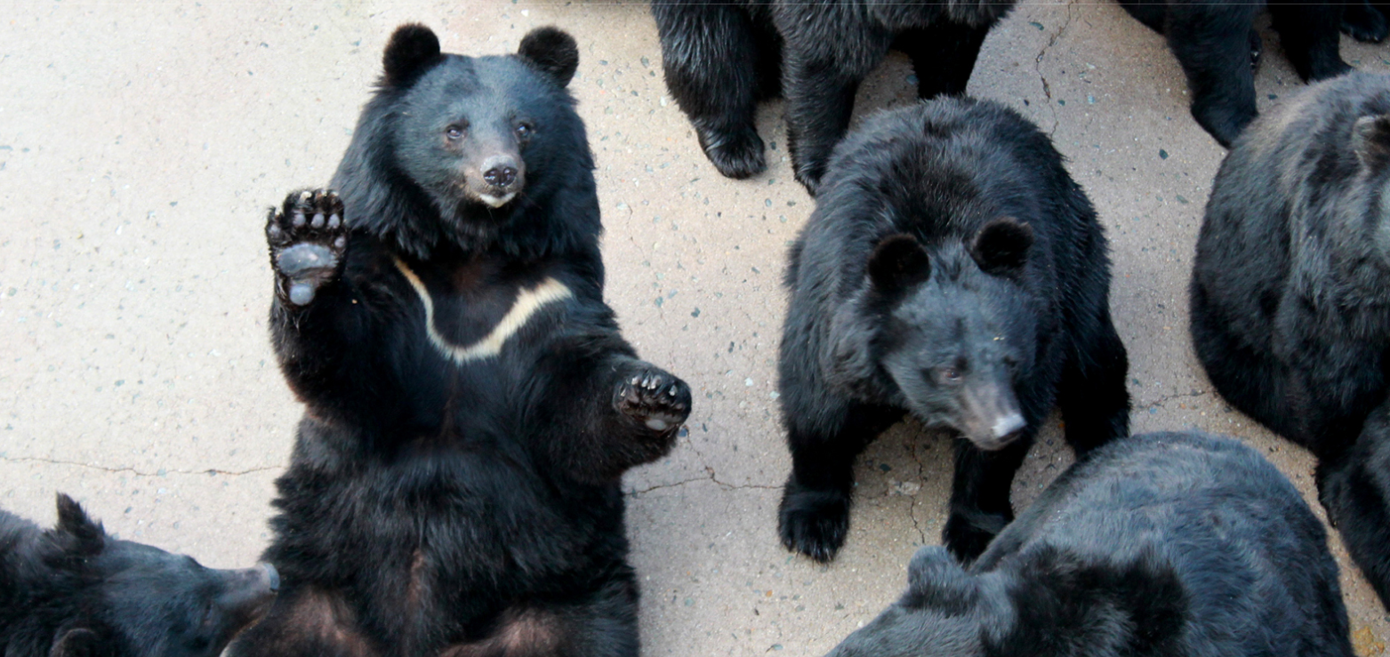 베어트리파크 봄꽃 축제 총정리