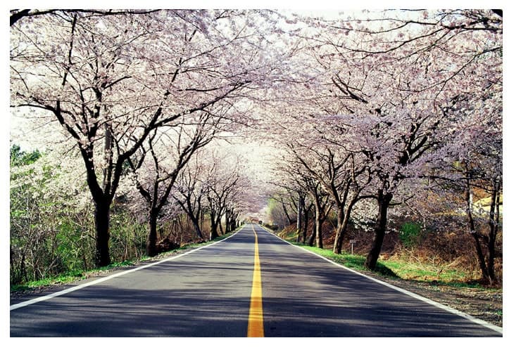 [경남 합천 여행]꽃보다 사람 많은 벚꽃길은 그만｜합천 100리 벚꽃 드라이브