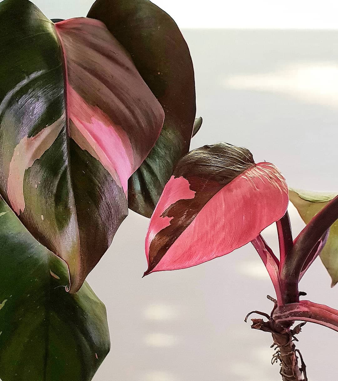 핑크 프린세스 필로덴드론(Pink Princess Philodendron)