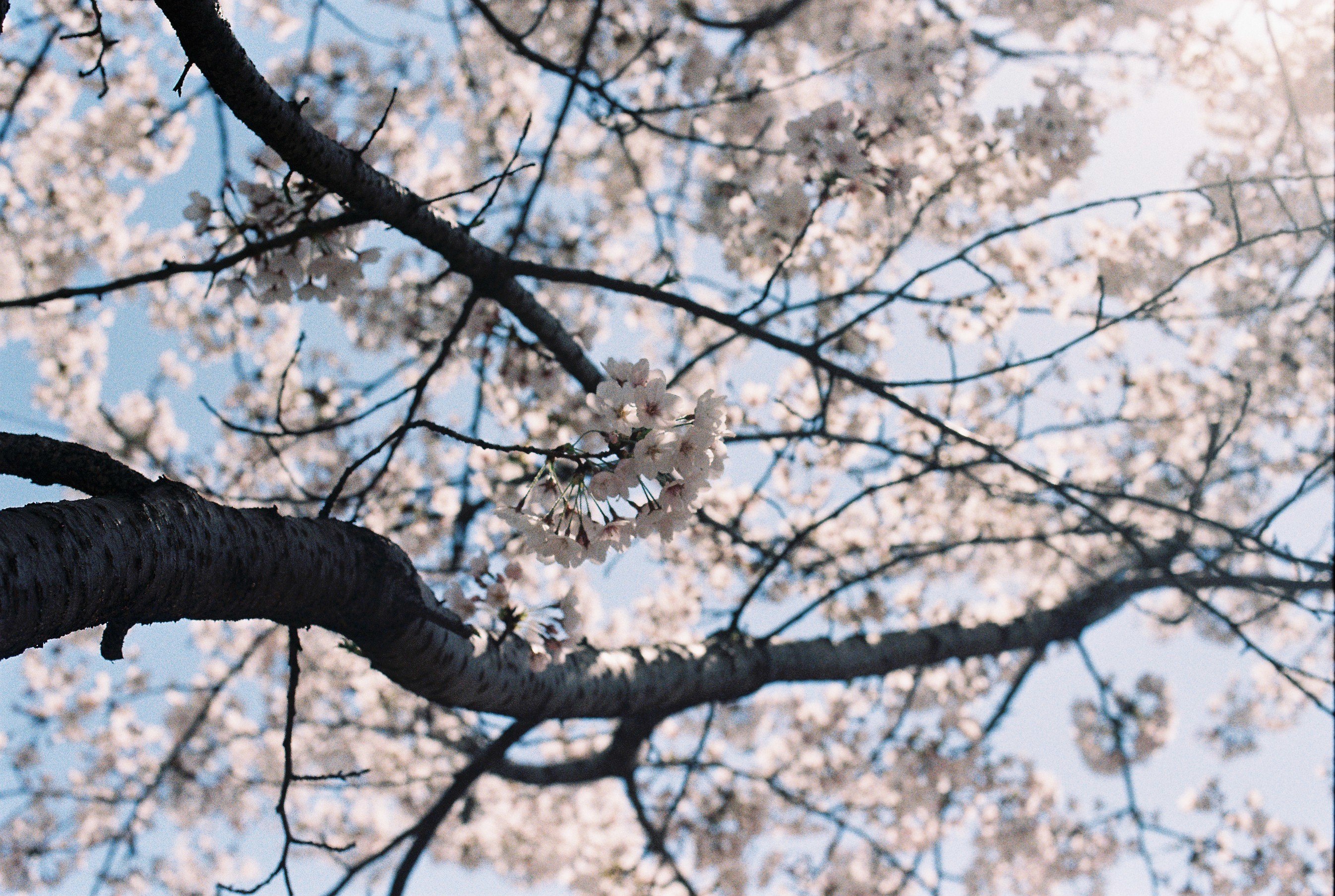 벚꽃이 만발한 벚나무입니다