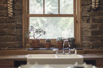 식물이 갑자기 죽는 이유 7가지 (대부분 이것 때문)