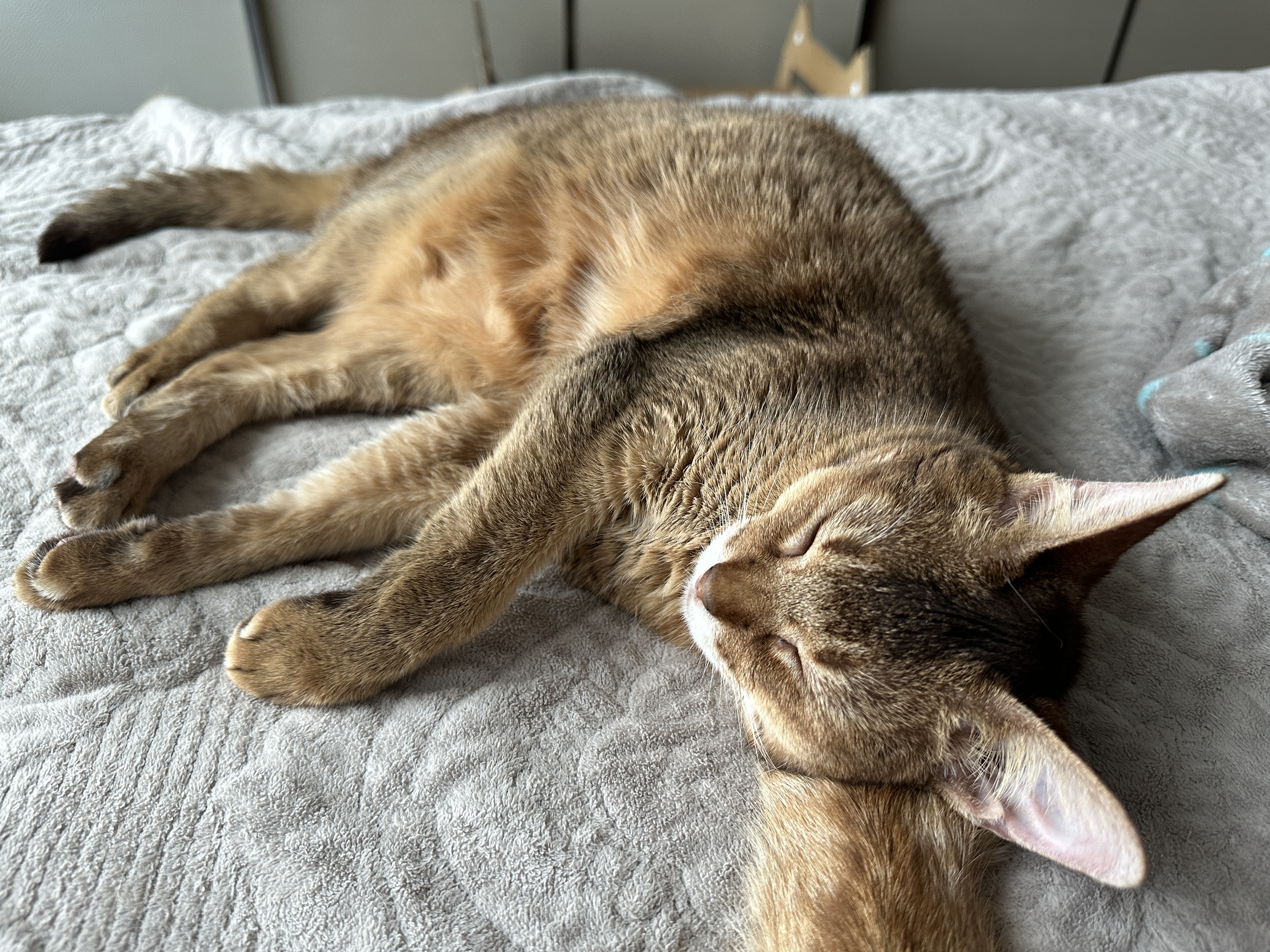 기특한 우리 막둥이 (feat. 막둥이 꼬리 베고 자는 루디)