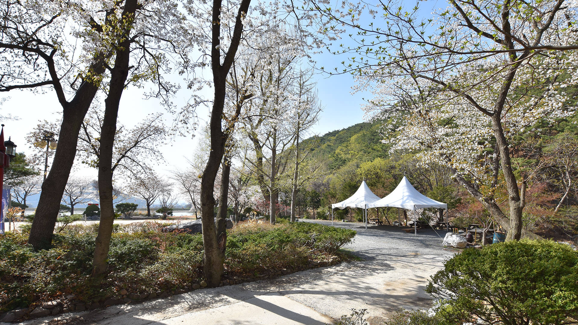벚꽃 캠핑장