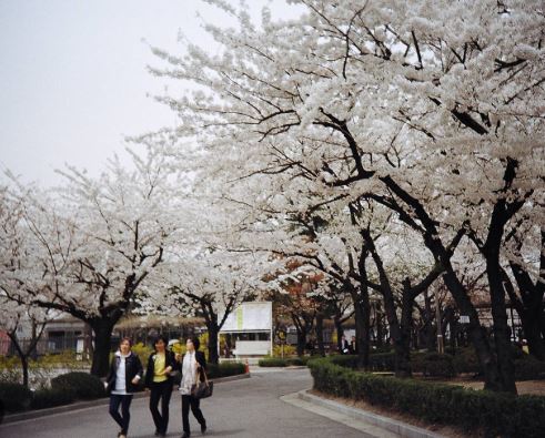 종로구 벚꽃