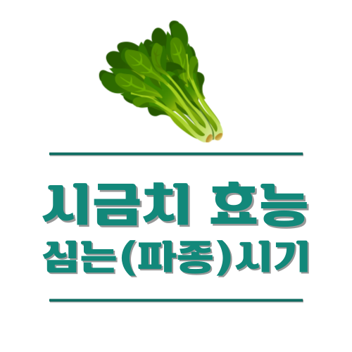 시금치 파종(심는)시기 효능, 데치기 방법