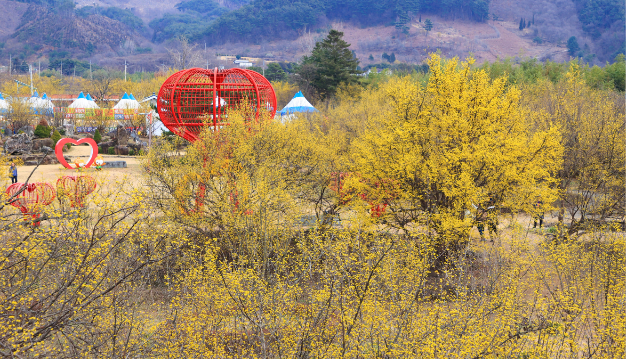구례 산수유꽃 축제