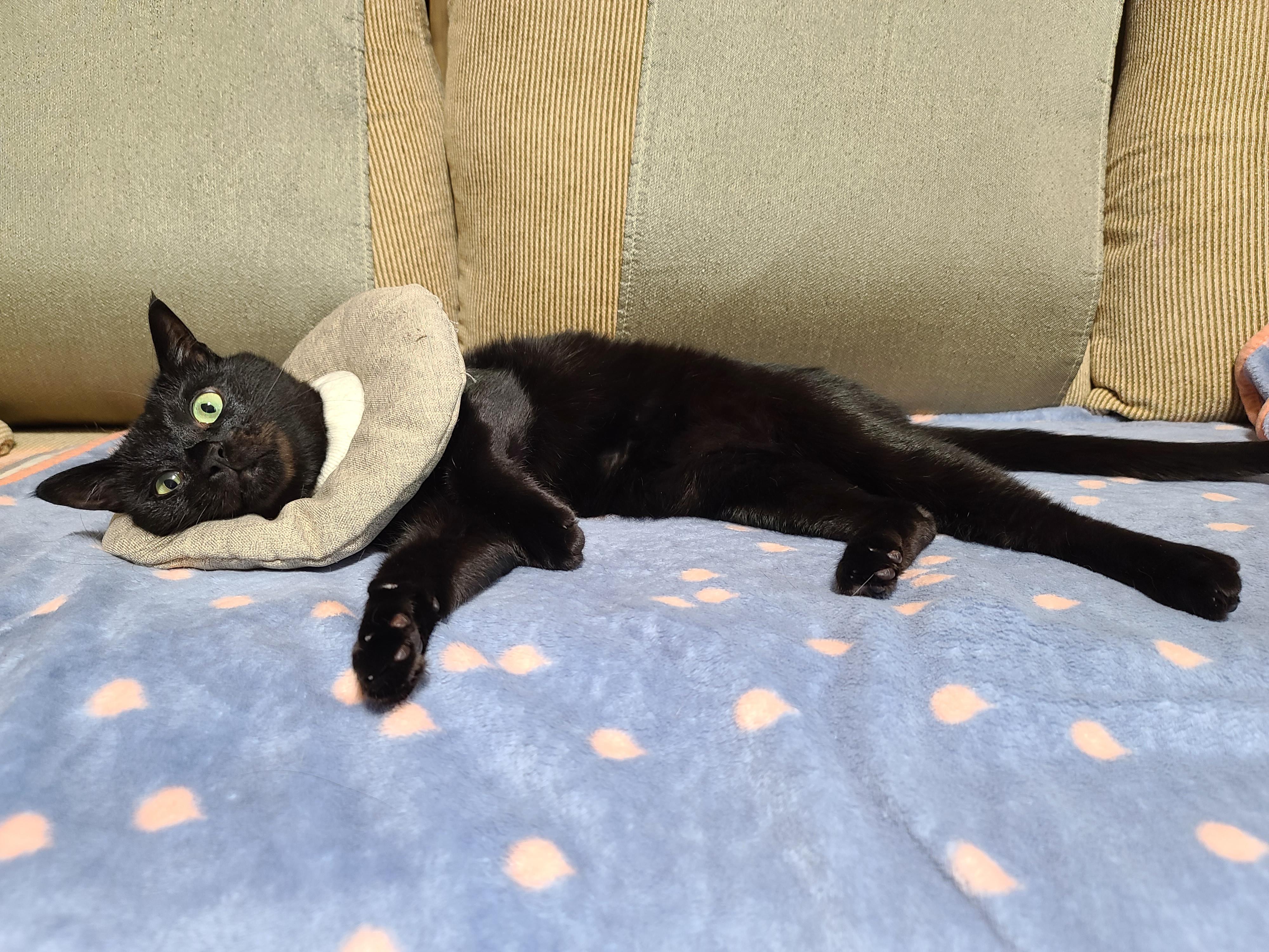 넥카라 혼자 벗어던지고 갖고노는 고양이 건이. (귀여운 영상 많음 주의)