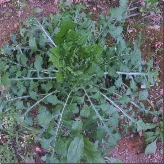 지칭개 효능 해독과 간 기능 개선, 먹는 법과 주의점