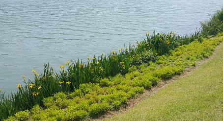 서울벚꽃놀이명소TOP10