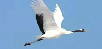 황새와 학 두루미 차이점과 생태적 특징 심층 비교_14