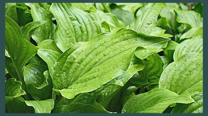 딥트3일 부작용