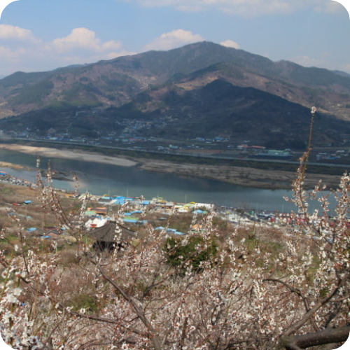 구례 산수유축제 반곡마을 돌담길 봄꽃 풍경