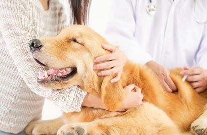 개가 설사를 하면 병원에 데려가야 하는 증상.