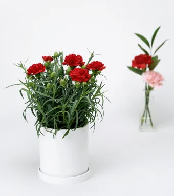 카네이션 화분 키우는 방법 생화 꽃바구니 관리_5