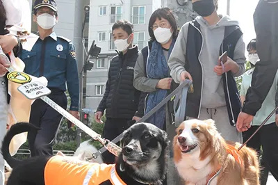 제주 댕댕이 안전지킴이