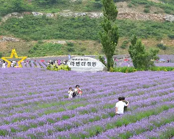 무릉 별유천지 라벤더 축제_2