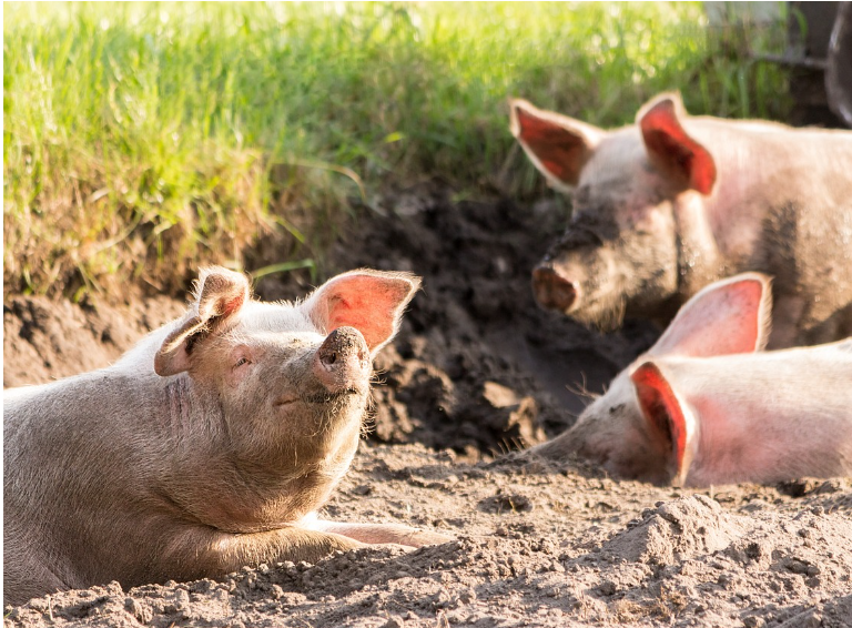 돼지열병ASF 돼지사진