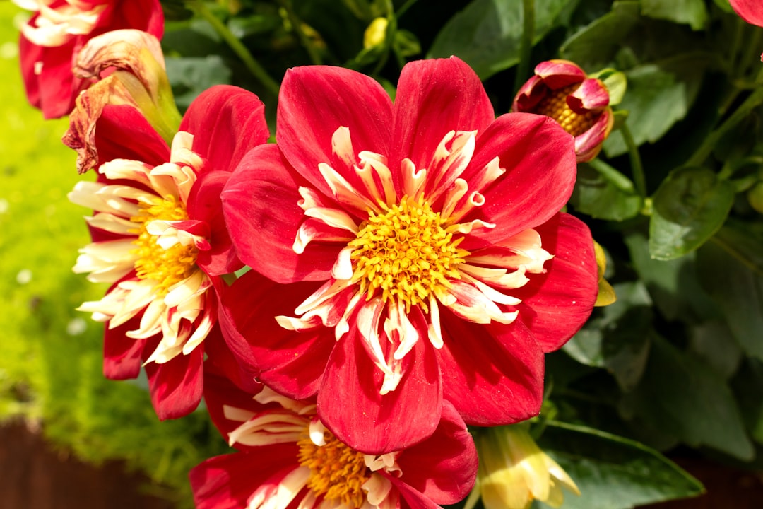 arboretum