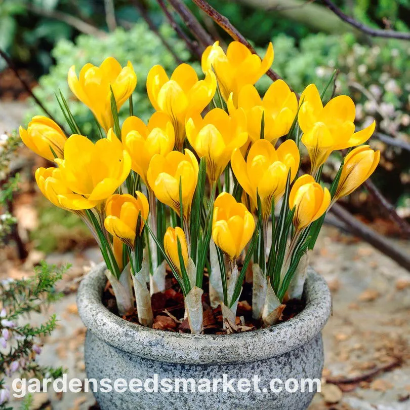 크로커스 꽃 키우기 구근 심기 꽃말 월동 똥손도 잘키우는 팁_1