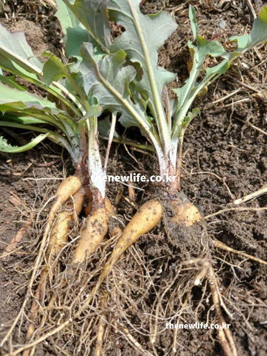 씀바귀와 고들빼기 차이점 뿌리 중심축