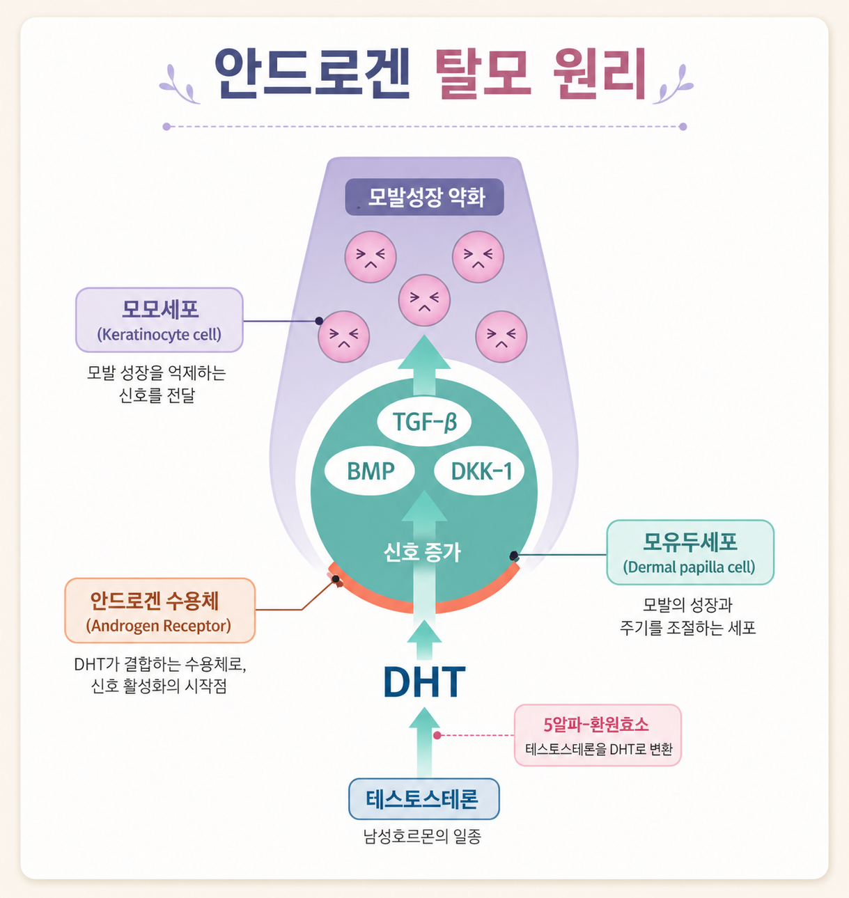 안드로겐 탈모의 원리 설명