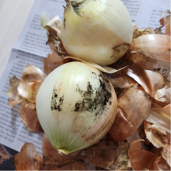 양파 까만 곰팡이병