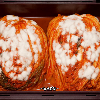 김치 곰팡이