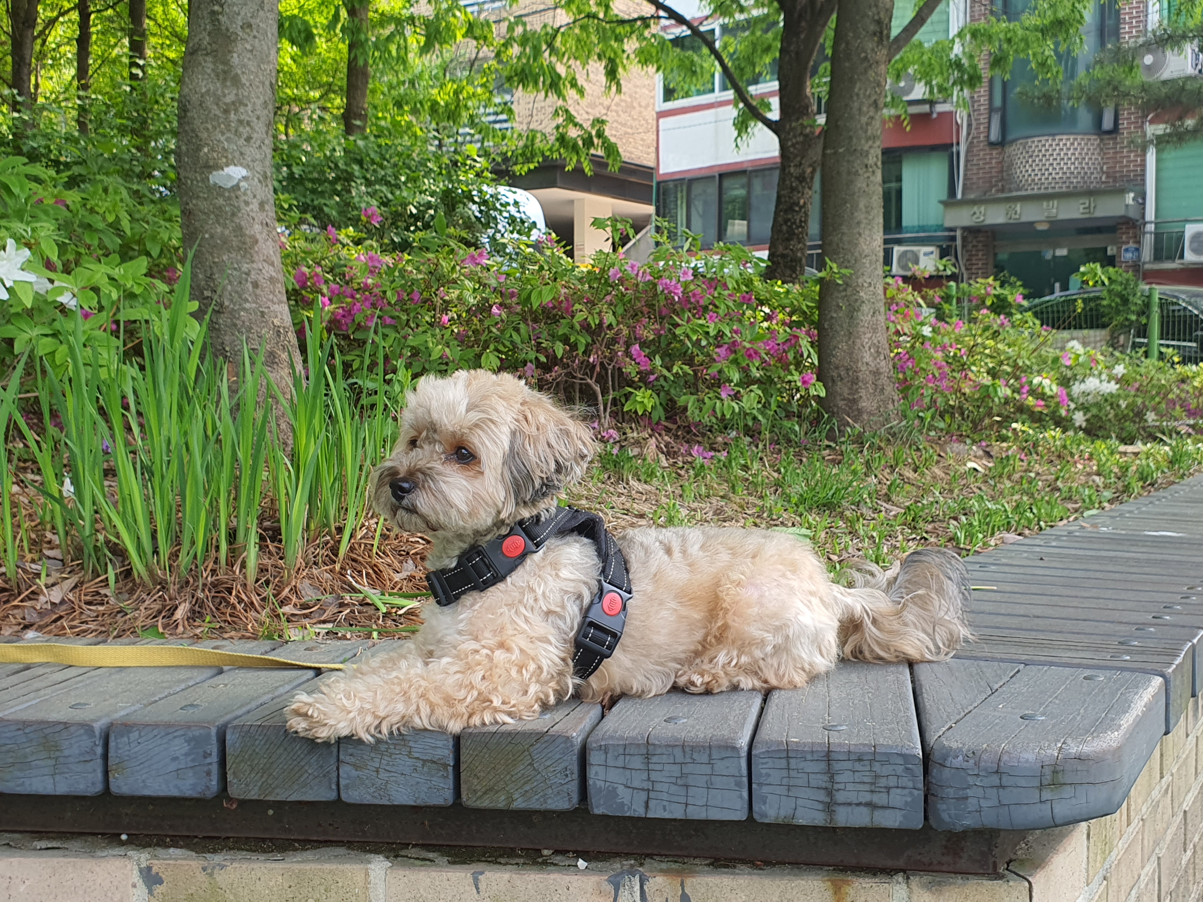 쉬고 있는 토리