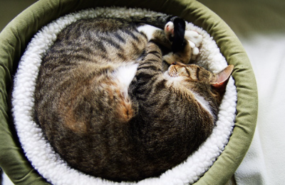 고양이 침대에서 둥글게 웅크리고 있는 고양이