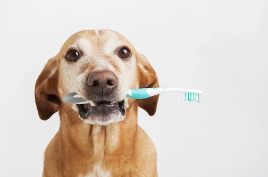 강아지사진/출처:어도비스톡