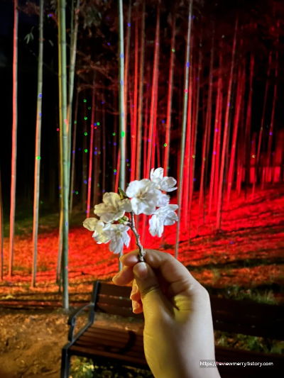 대나무 숲길 벚꽃