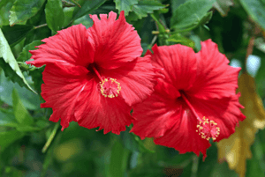 히비스커스의 효능11