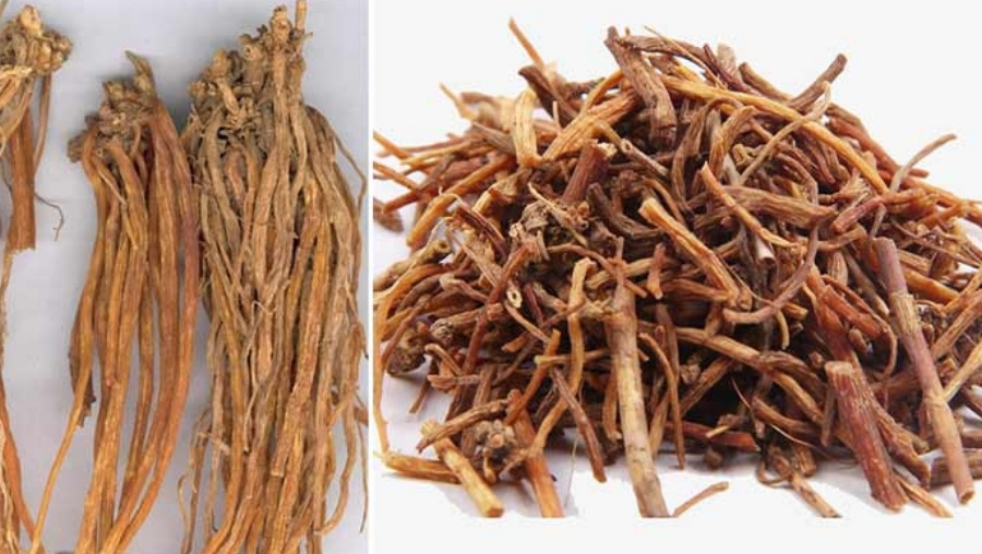 야생에서 채취를 한 용담초 풀의 뿌리를 잘 세척한 것을 하얀 바닥 위에 통째로 놓아두고 찍은 왼쪽 사진과, 편으로 크게 썰어 놓은 오른쪽 사진